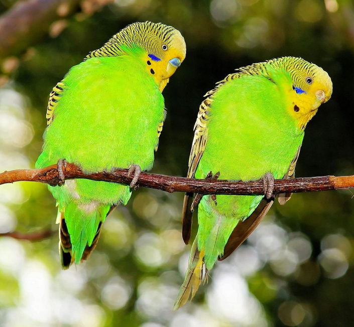 Mix Seeds Bird Pack of 1