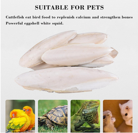 Cuttlefish Bone Cuttlebone - Cuttlebone For Birds & Reptiles 1kg All Life Stages