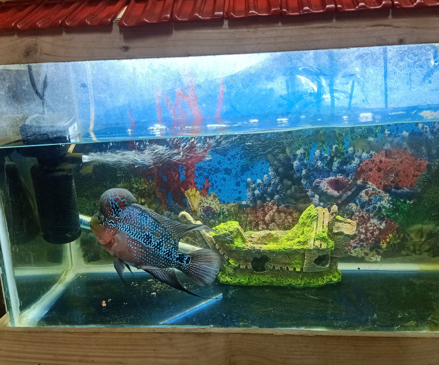 Fish Toy Boat Plastic 5 inches