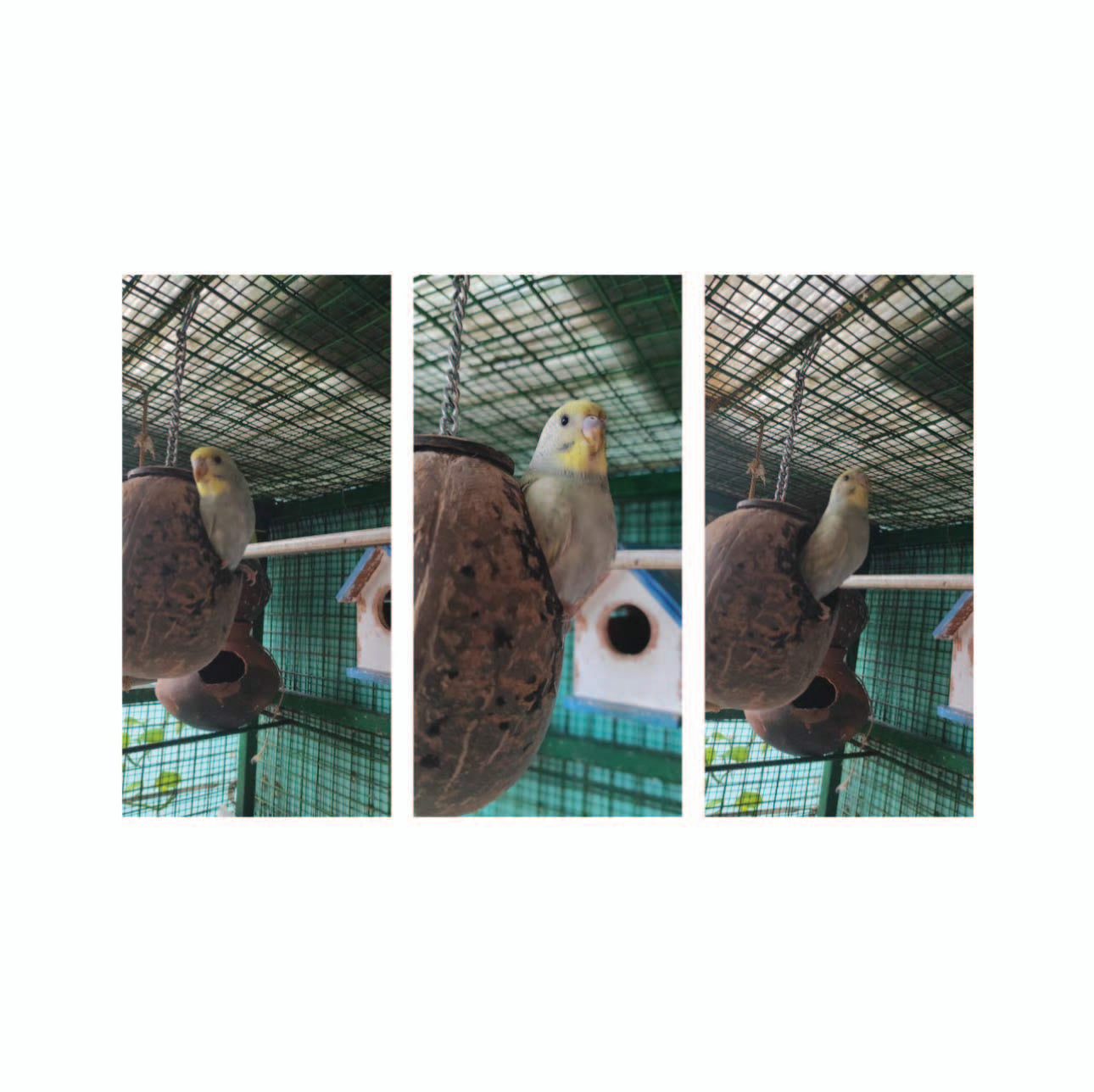 Coconut Shell Bird Nest for Finches and Sparrows