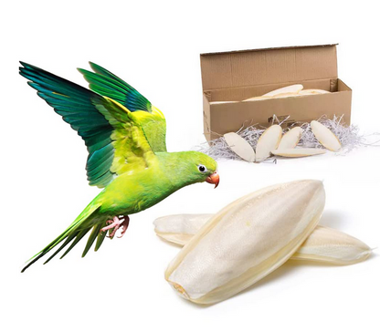 Cuttlefish Bone Cuttlebone - Cuttlebone For Birds & Reptiles 1kg All Life Stages