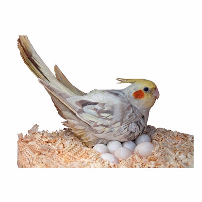 Coolboss Natural Wood Bedding for Birds & Small Pets (150g)