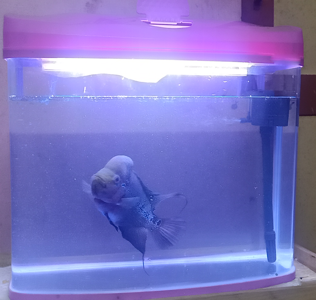 Fish Tank - Fish Jar With LED Lamp